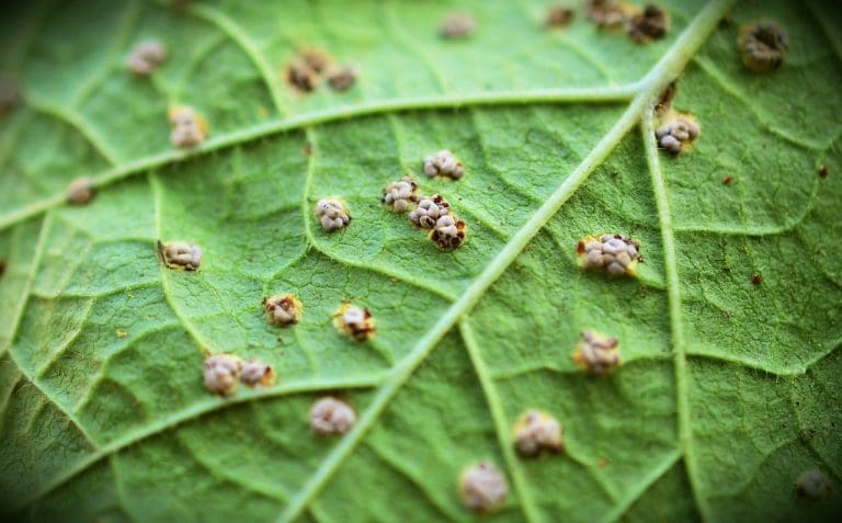 leaf, nature, mallow-3408930.jpg